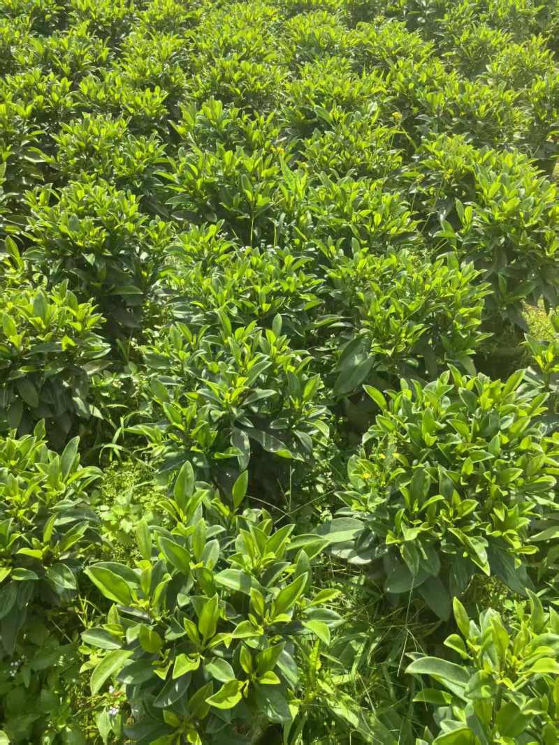 非洲茉莉，灰莉市政袋苗大量现货供应40-200厘米