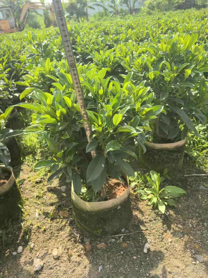 非洲茉莉，灰莉市政袋苗大量现货供应40-200厘米