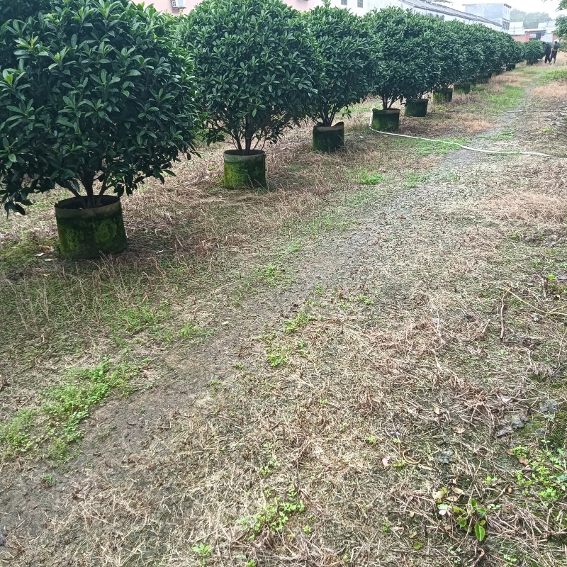非洲茉莉，灰莉市政袋苗大量现货供应40-200厘米