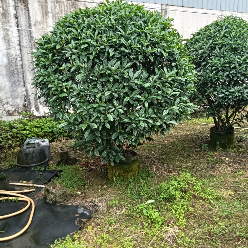 非洲茉莉，灰莉市政袋苗大量现货供应40-200厘米