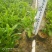 非洲茉莉，灰莉市政袋苗大量现货供应40-200厘米