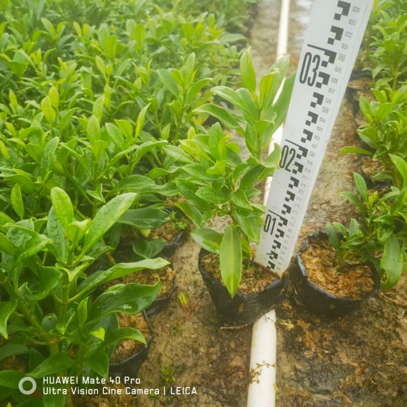 非洲茉莉，灰莉市政袋苗大量现货供应40-200厘米