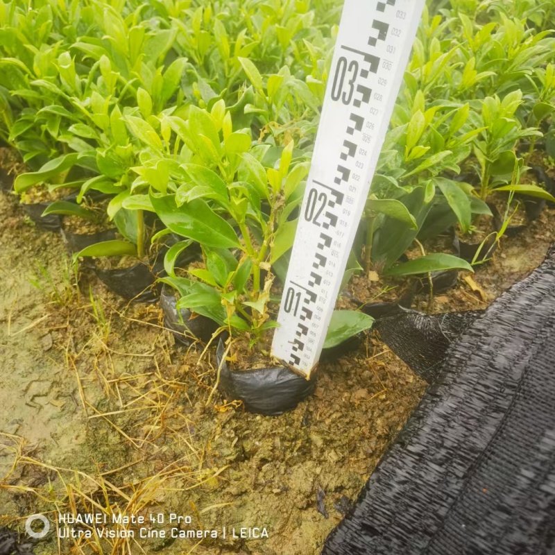 非洲茉莉，灰莉市政袋苗大量现货供应40-200厘米