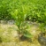 非洲茉莉，灰莉市政袋苗大量现货供应40-200厘米