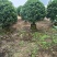 非洲茉莉，灰莉市政袋苗大量现货供应40-200厘米