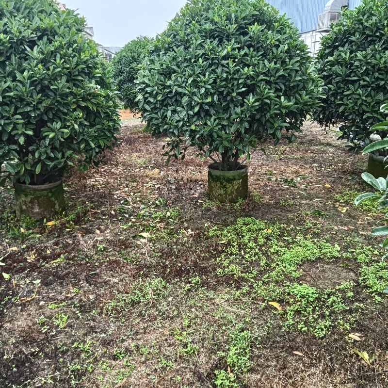 非洲茉莉，灰莉市政袋苗大量现货供应40-200厘米
