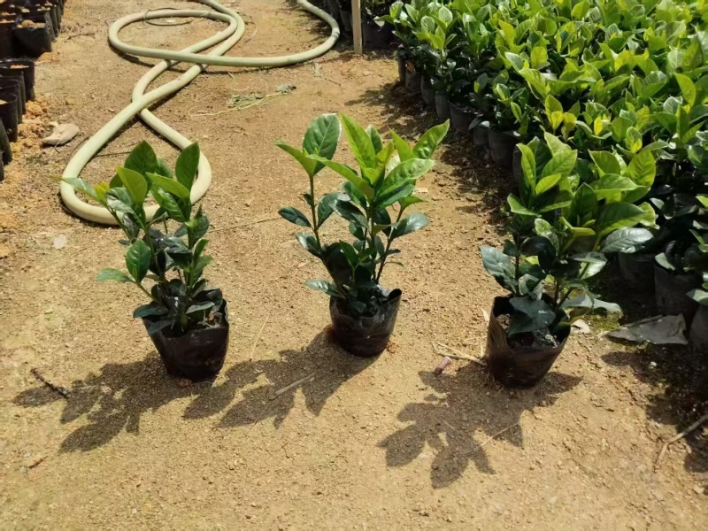 大叶栀子花七斤袋苗20-50高大量现货供应
