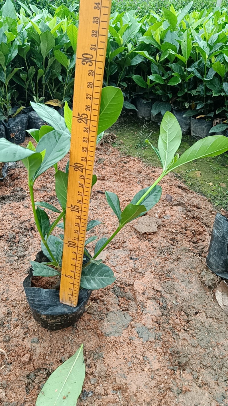 大叶栀子花七斤袋苗20-50高大量现货供应