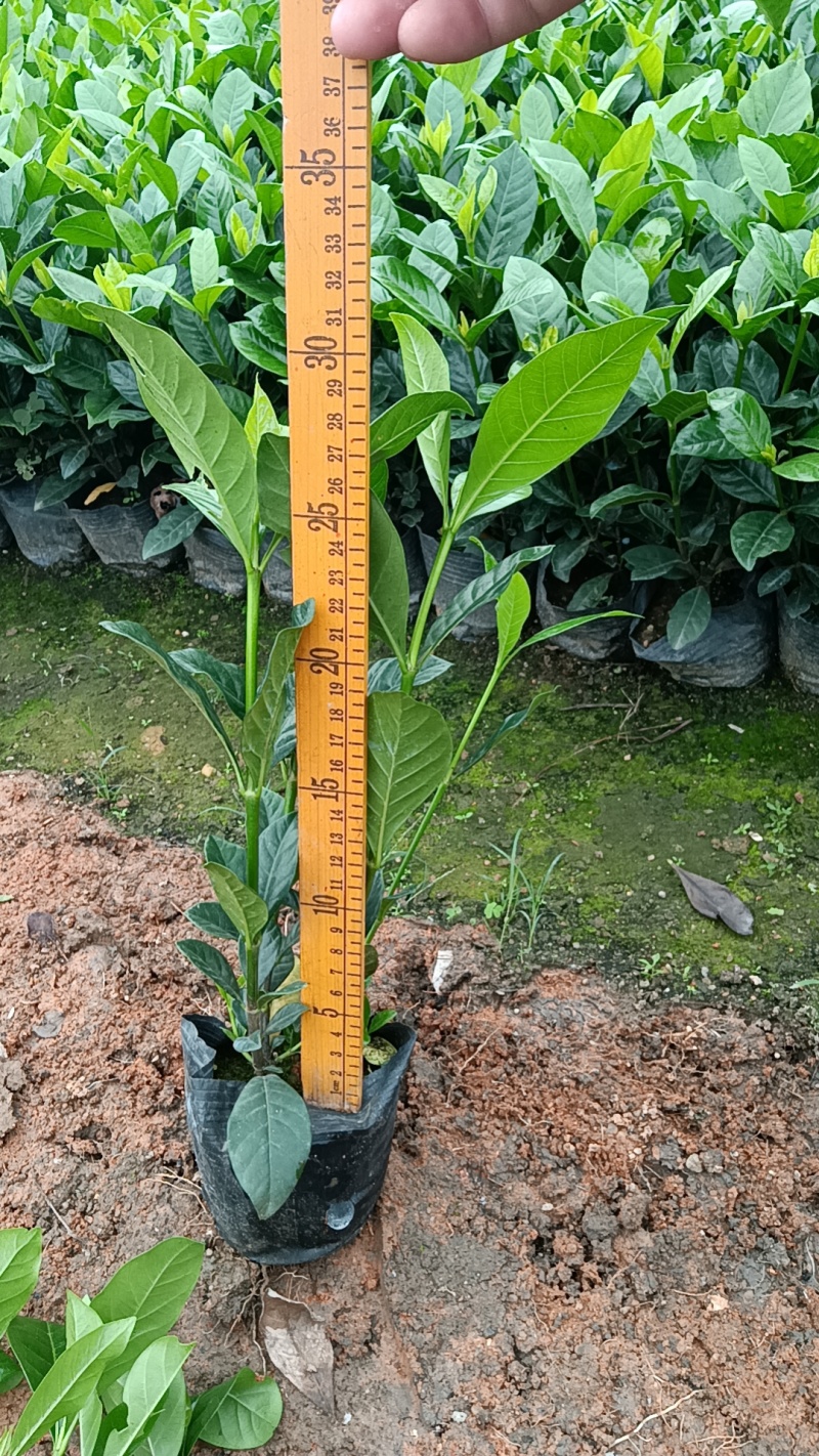 大叶栀子花七斤袋苗20-50高大量现货供应