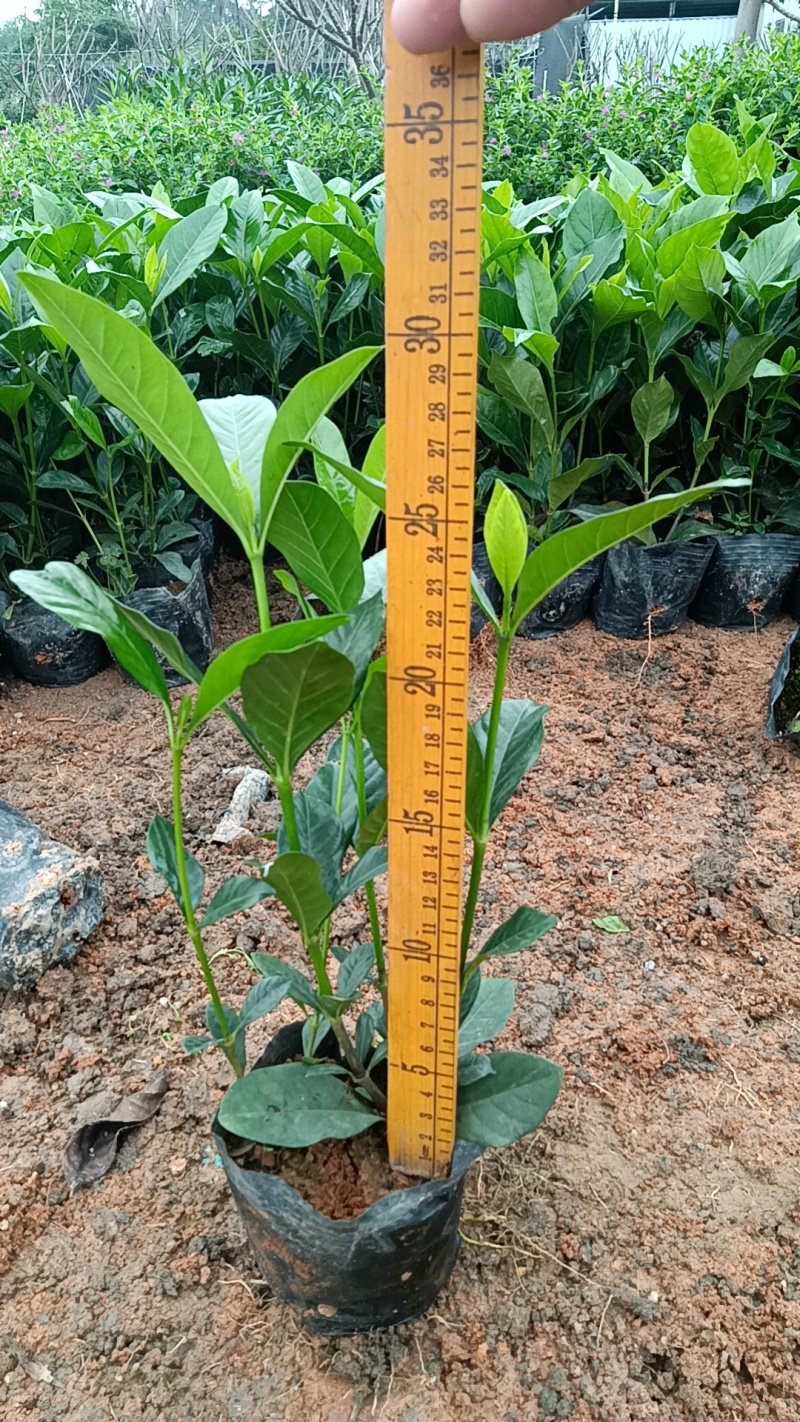 大叶栀子花七斤袋苗20-50高大量现货供应