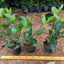 大叶栀子花七斤袋苗20-50高大量现货供应