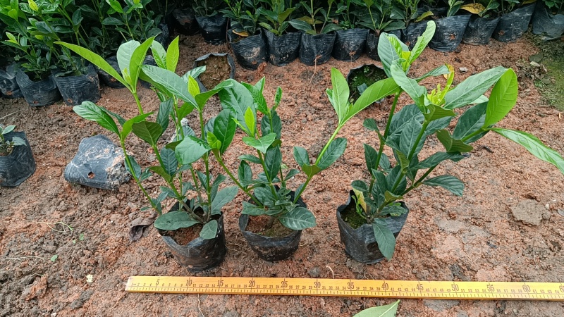 大叶栀子花七斤袋苗20-50高大量现货供应