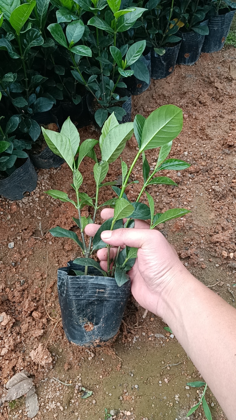 大叶栀子花七斤袋苗20-50高大量现货供应