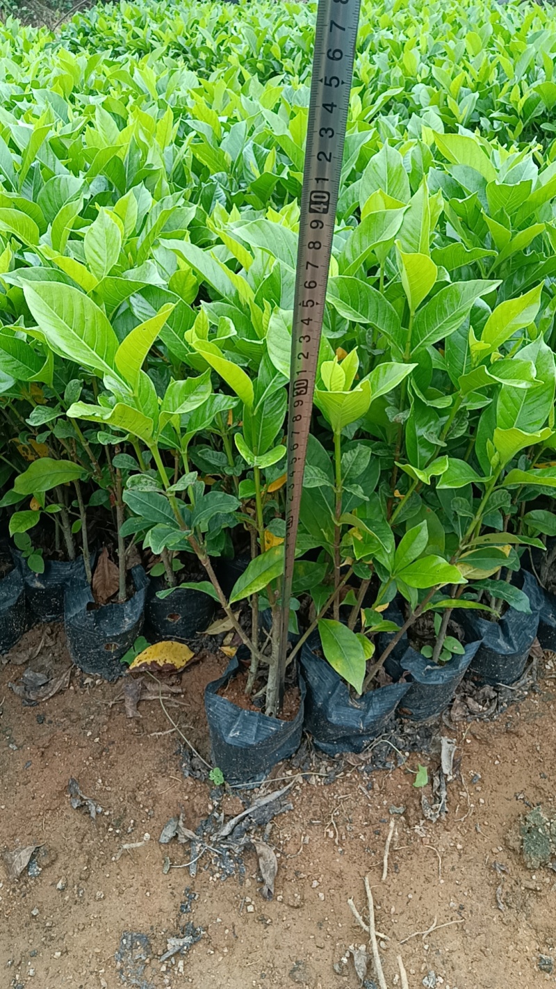 大叶栀子花七斤袋苗20-50高大量现货供应
