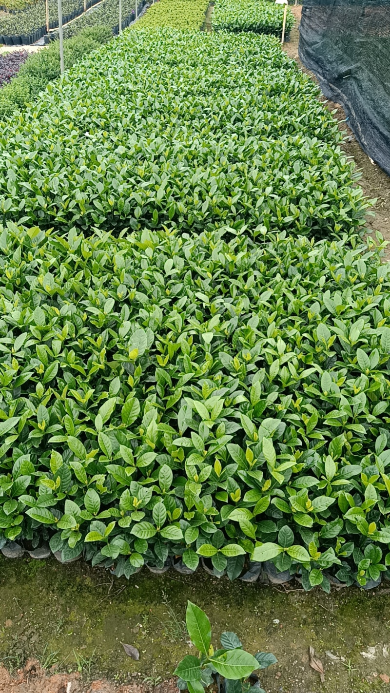 大叶栀子花七斤袋苗20-50高大量现货供应