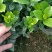大叶栀子花七斤袋苗20-50高大量现货供应