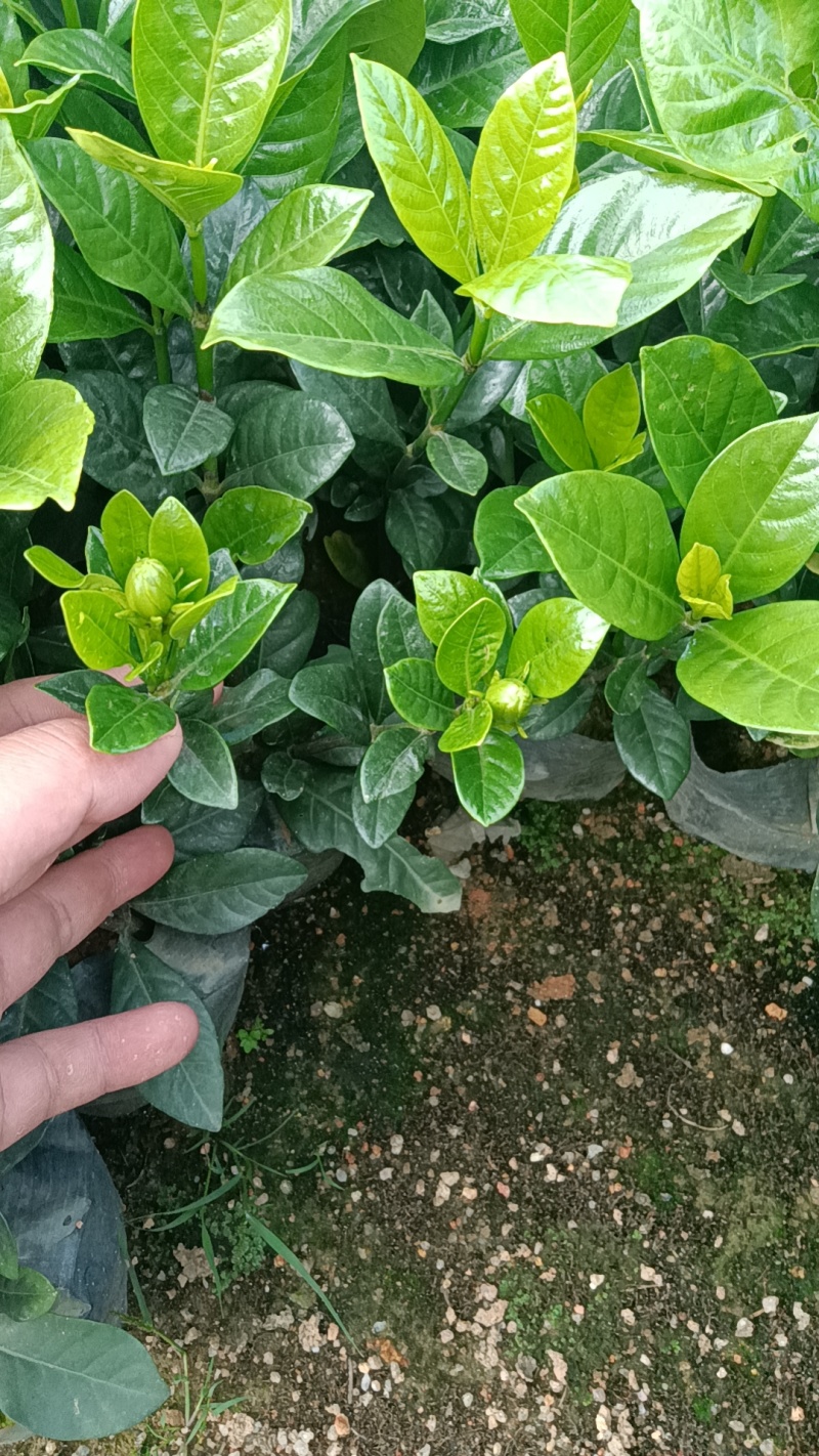 大叶栀子花七斤袋苗20-50高大量现货供应
