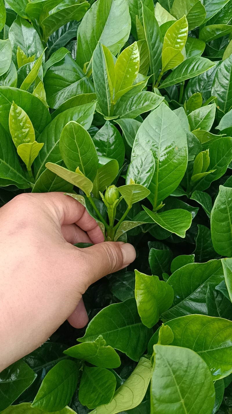大叶栀子花七斤袋苗20-50高大量现货供应