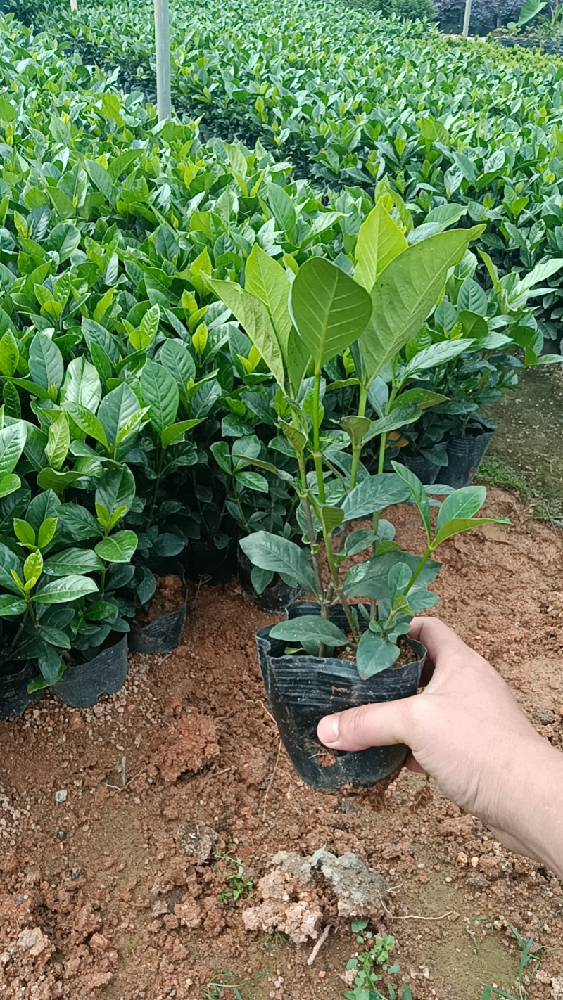 大叶栀子花七斤袋苗20-50高大量现货供应