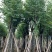 宫粉紫荆袋苗各种规格移植苗3-20公分