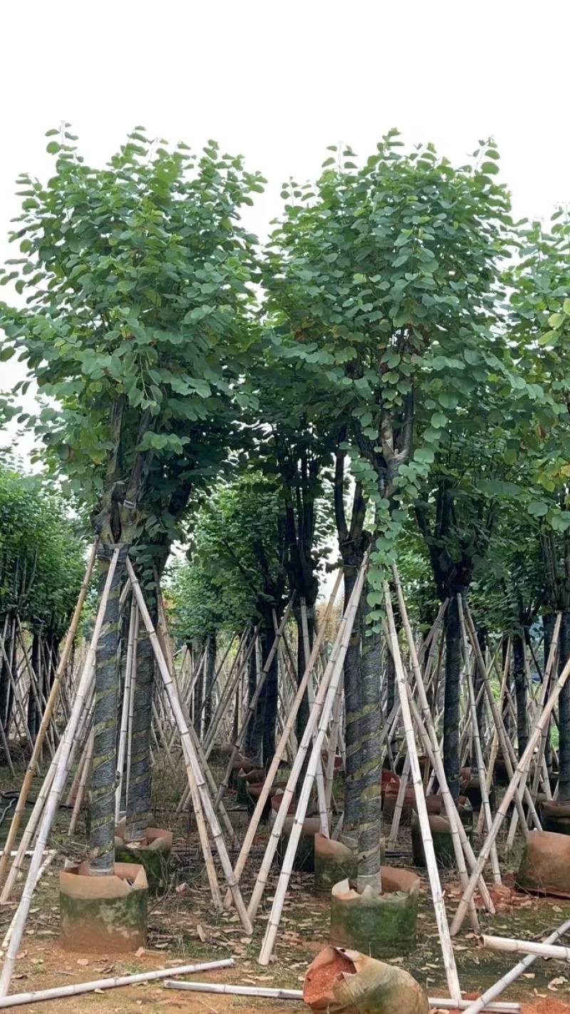 宫粉紫荆袋苗各种规格移植苗3-20公分