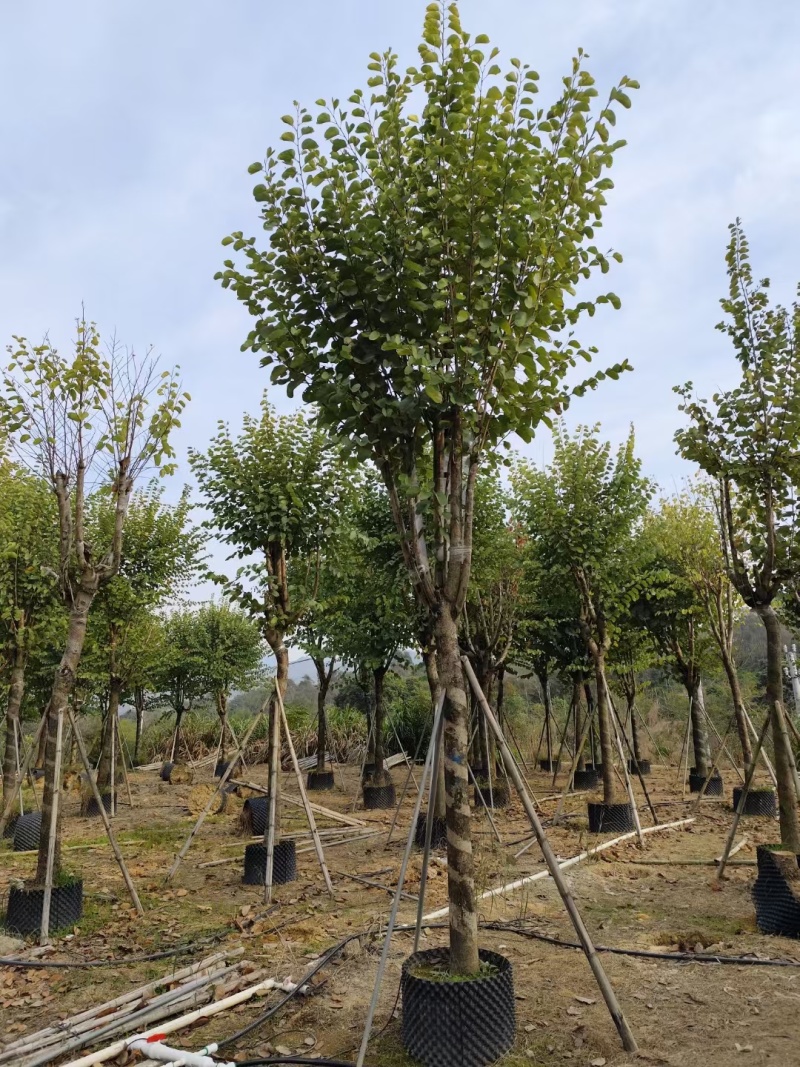 宫粉紫荆袋苗各种规格移植苗3-20公分