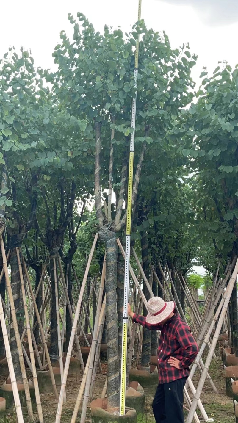 宫粉紫荆袋苗各种规格移植苗3-20公分