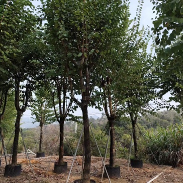 宫粉紫荆袋苗各种规格移植苗3-20公分