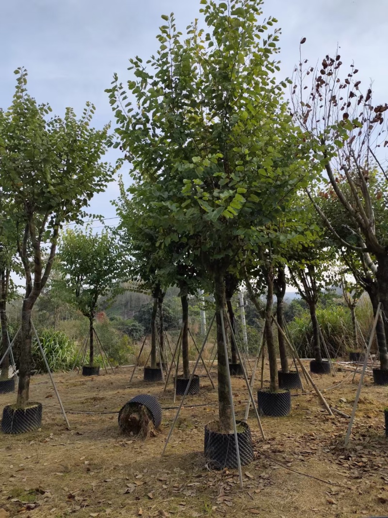 宫粉紫荆袋苗各种规格移植苗3-20公分