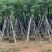 宫粉紫荆袋苗各种规格移植苗3-20公分