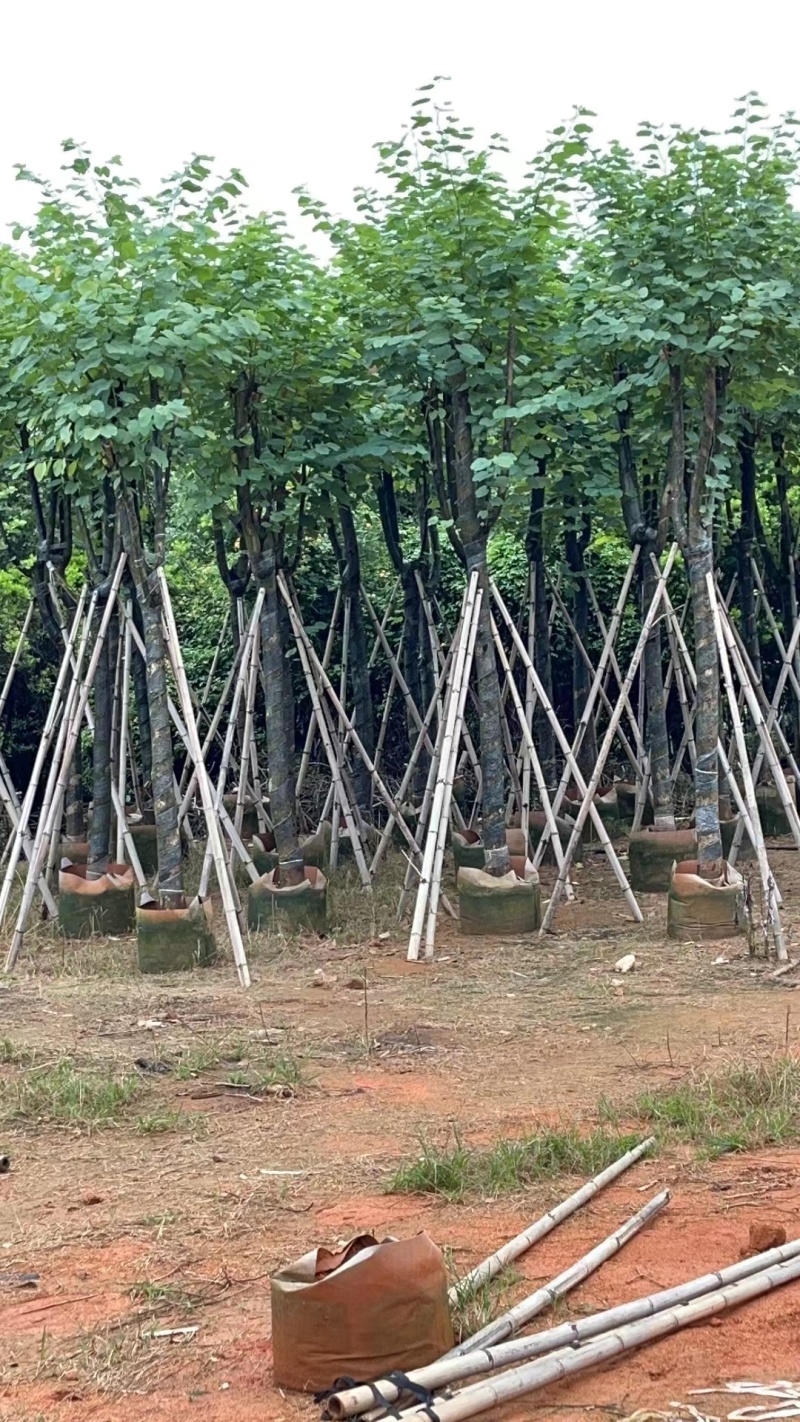 宫粉紫荆袋苗各种规格移植苗3-20公分