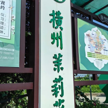 直销茉莉花干横县源头工厂诊所药店中药材批发