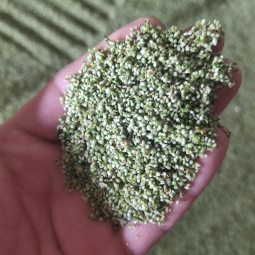 猫爪草种子，手工采收，
