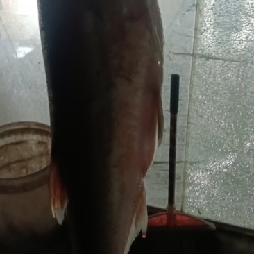翘嘴鱼