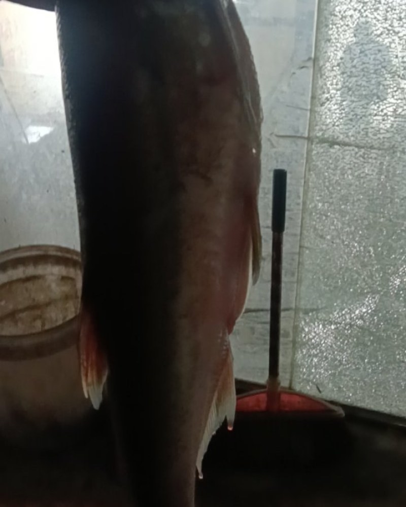 翘嘴鱼