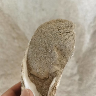 种植肥贝壳粉