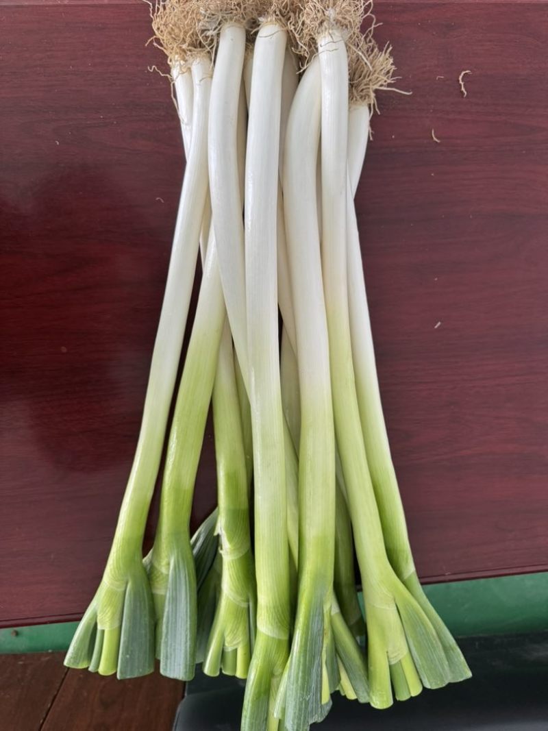精品大葱（去根切叶）支持视频看货