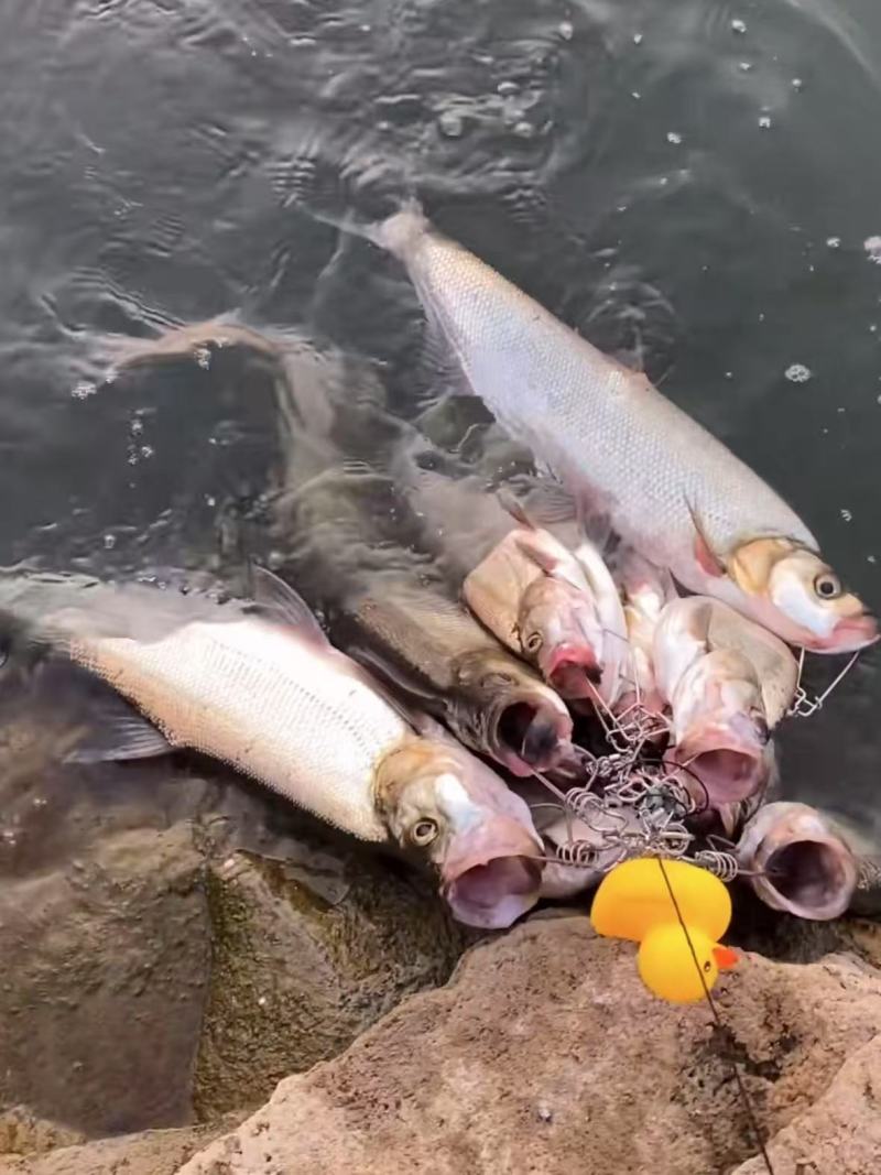 野生翘嘴，米级翘嘴