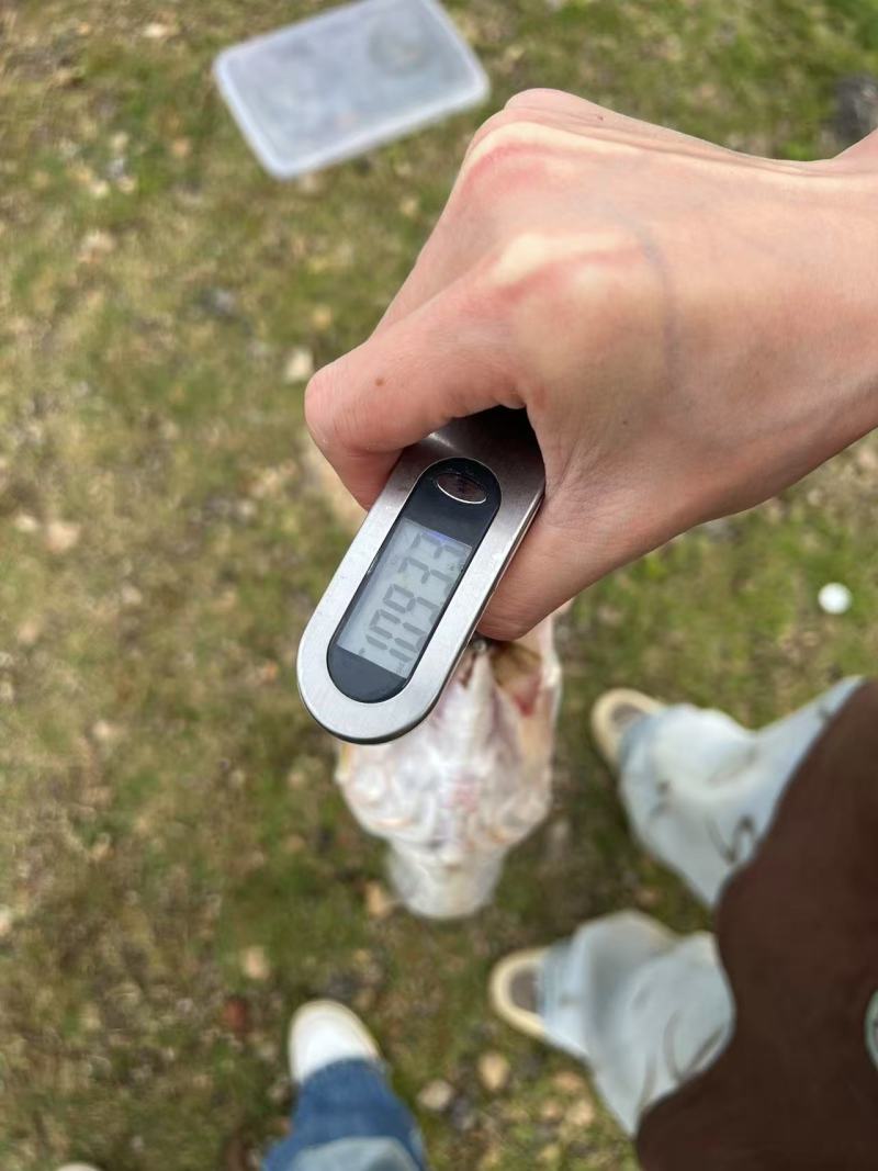 野生翘嘴，米级翘嘴