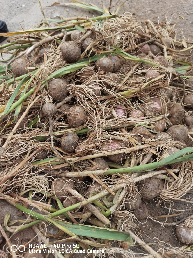 独头蒜大量现货原产地