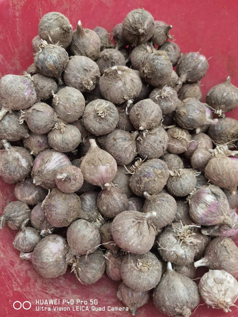 独头蒜大量现货原产地