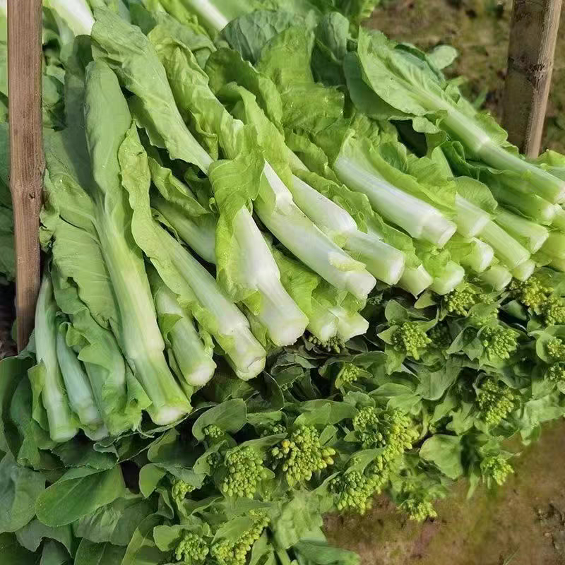 白菜苔