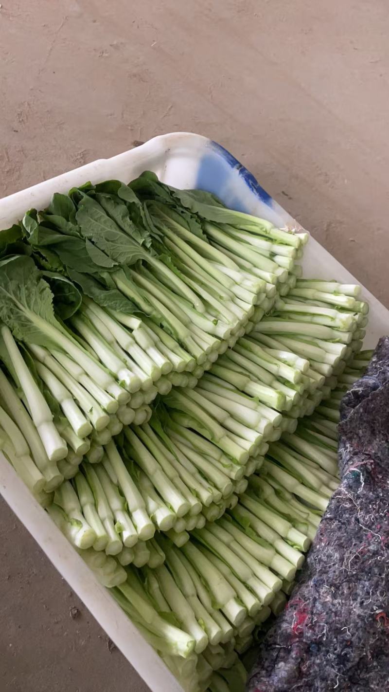 白菜苔