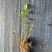 辽宁丹东蓝莓苔藓苗：25、11、F6、德雷珀、杜克等