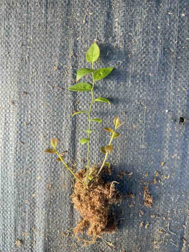 辽宁丹东蓝莓苔藓苗：25、11、F6、德雷珀、杜克等