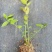 辽宁丹东蓝莓苔藓苗：25、11、F6、德雷珀、杜克等
