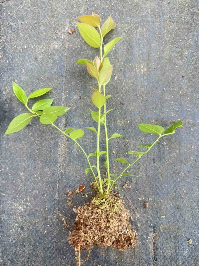 辽宁丹东蓝莓苔藓苗：25、11、F6、德雷珀、杜克等