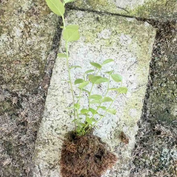 辽宁丹东蓝莓苔藓苗：25、11、F6、德雷珀、杜克等