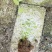 辽宁丹东蓝莓苔藓苗：25、11、F6、德雷珀、杜克等