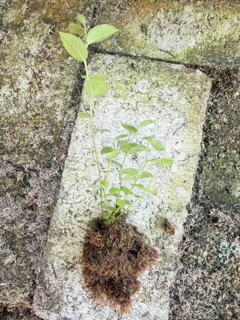辽宁丹东蓝莓苔藓苗：25、11、F6、德雷珀、杜克等